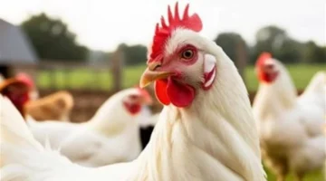 ثروت الزيني يوضح أسباب تذبذب أسعار الدواجن وتأثير القوة الشرائية على السوق